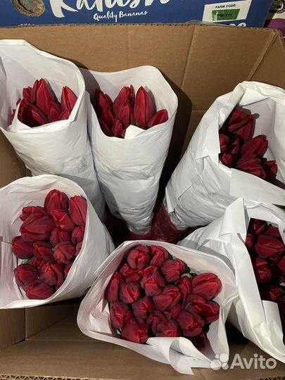 Тюльпаны опт и розница