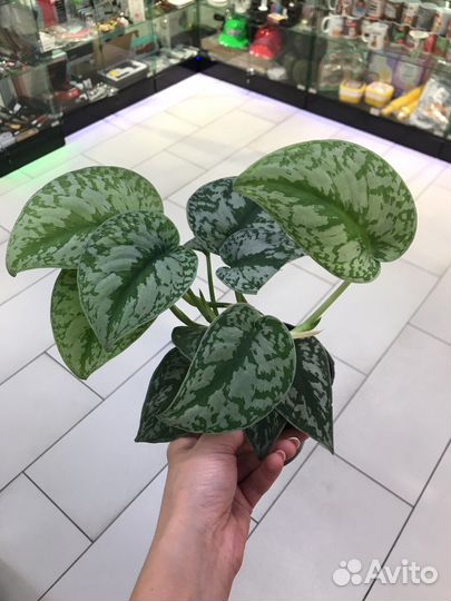 Сциндапсус пиктус