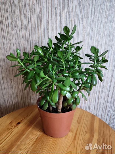 Денежное дерево (крассула толстянка)