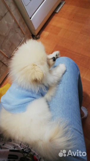 Одежда для маленьких собак