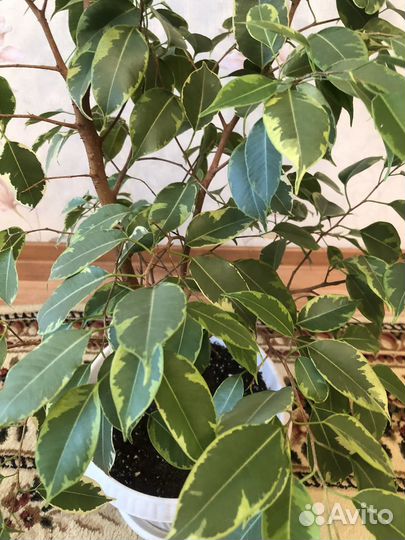 Фикус бенджамина пестролистный