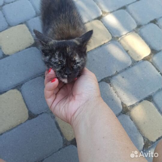 Кошка ищет семью