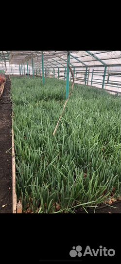 Отапливаемая Теплица