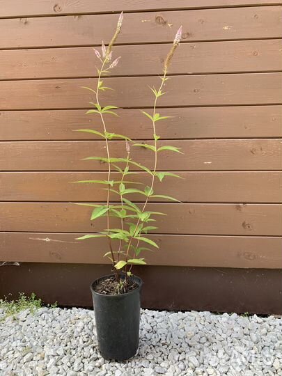 Многолетники для сада (флокс, клематис тд)