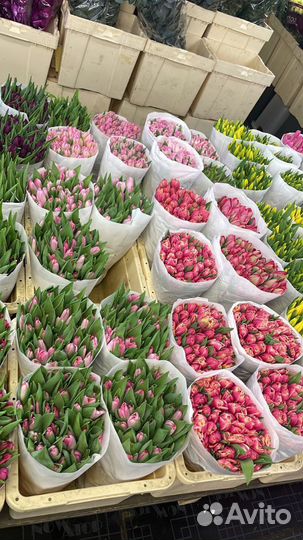 Тюльпаны к 8 марта+живые