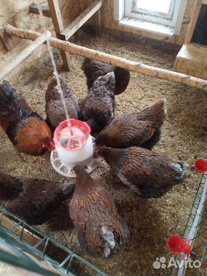 Виандот золото-голубо-окаймлённый