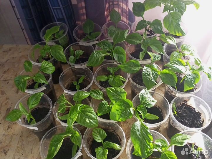 Рассада перца