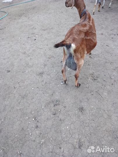 Дойная. нубийская коза