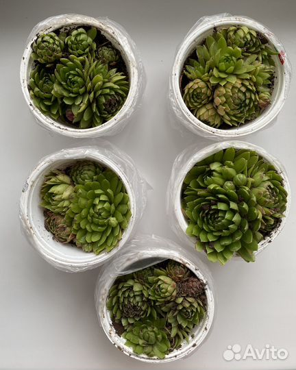 Молодило (каменная роза)