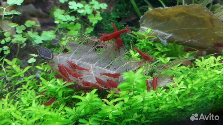 Аквариумные креветки
