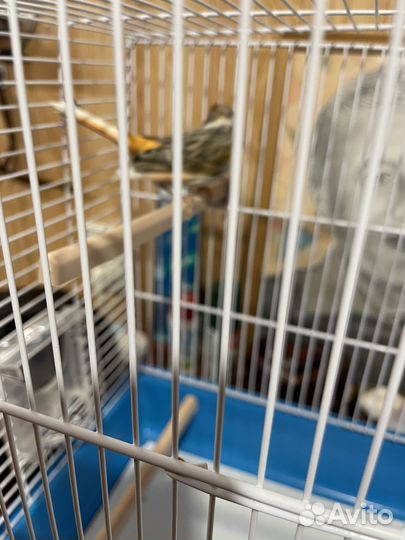 Кенар с клеткой