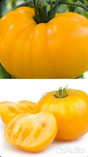 Семена помидор