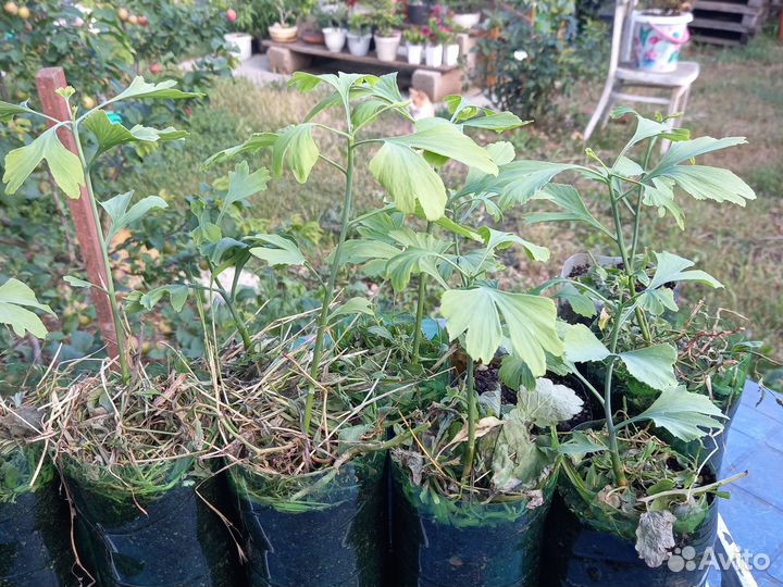 Гинкго Билоба сеянцы