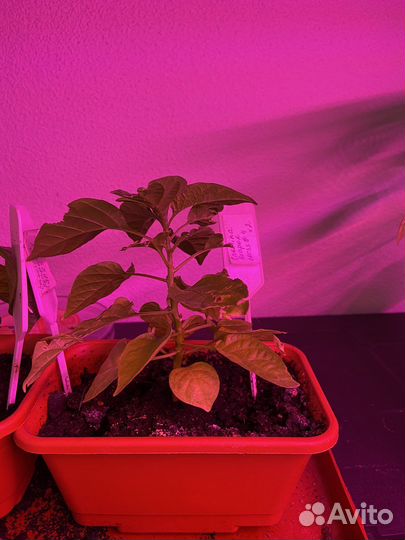 Рассада острых перцев carolina reaper