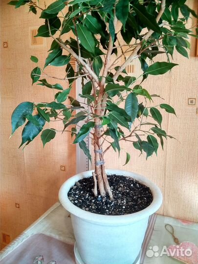 Фикус бенджамина