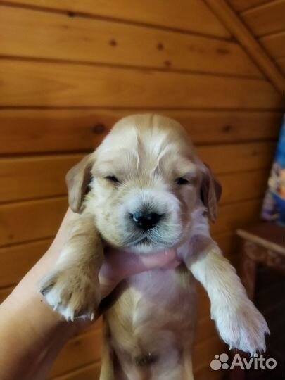 Кокер спаниель английский