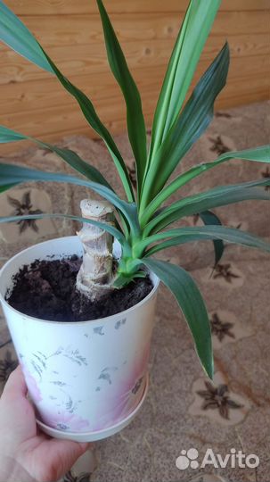 Юкка пальма, драцена укорененная