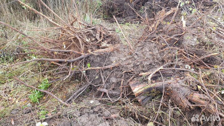 Корень яблони для творчества