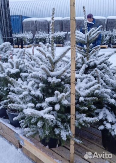 Ель голубая (оптом)