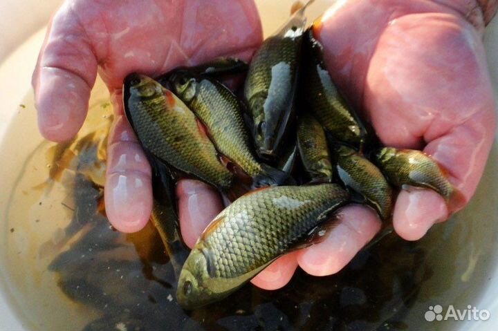 Живец карась