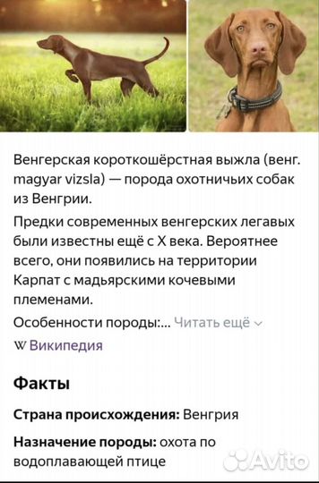Щенки венгерской выжлы