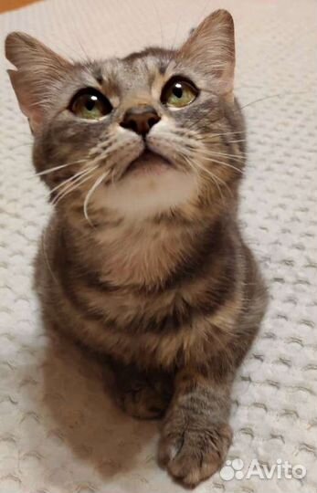 Мама с котятами в холодном подвале