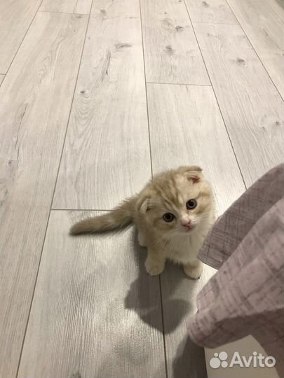 Шотландский кот вязка