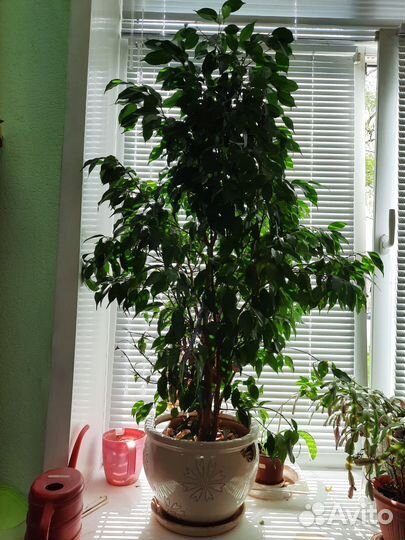 Фикус Бенджамина (Ficus benjamina)