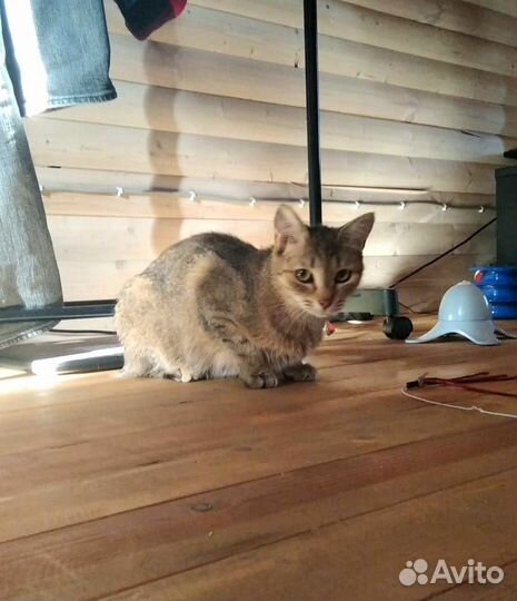 Спасенная ласковая кошечка в поисках дома