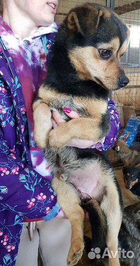 Собака в добрые руки