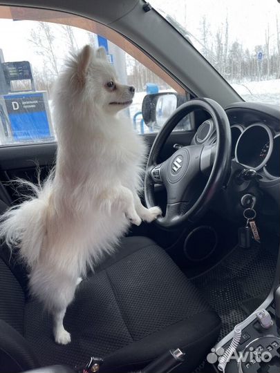 Немецкий шпиц