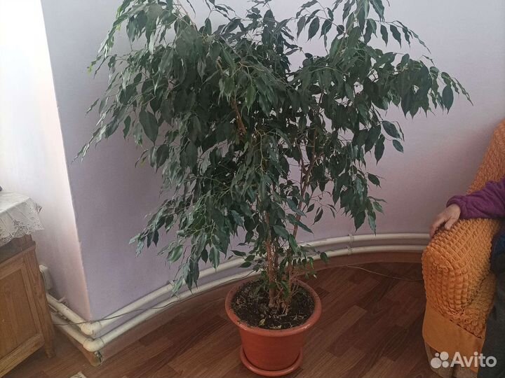 Фикус бенджамина большой