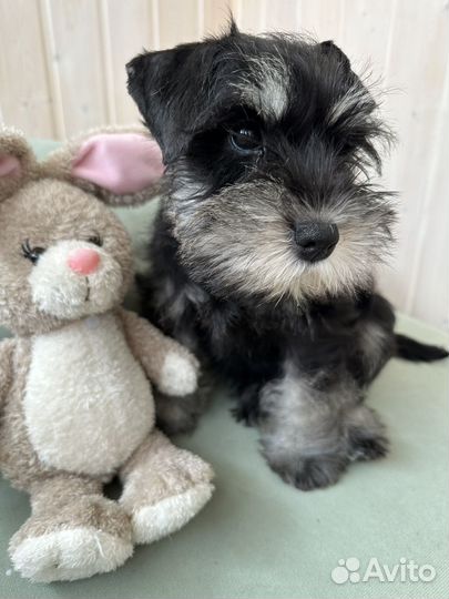 Цвергшнауцер