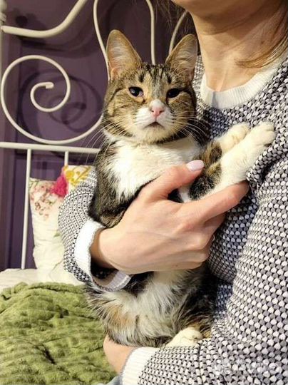 Мини кошечка очень ищет дом