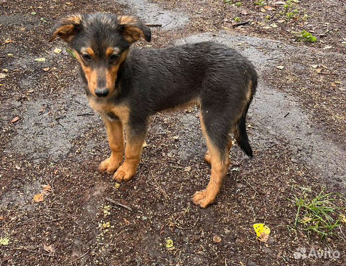 Щенок ищет дом