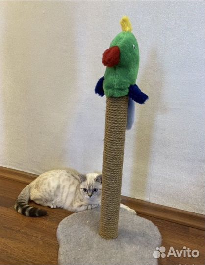 Когтеточка