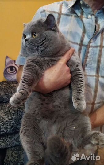 Папа красавчик и дети