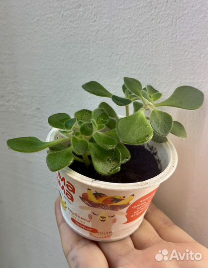 Аихризон - дерево любви и счастья