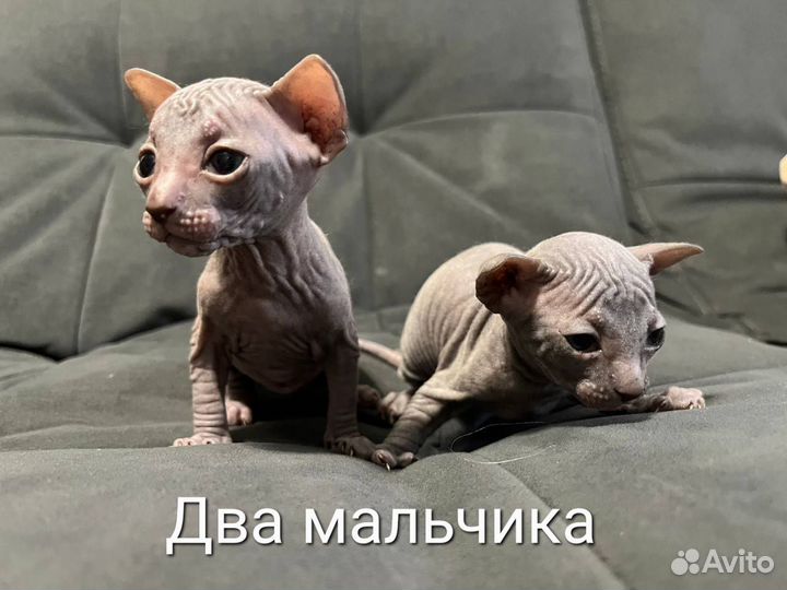 Бронь котята донской сфинкс