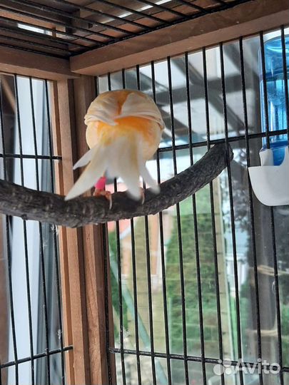 Кенара и канарейки