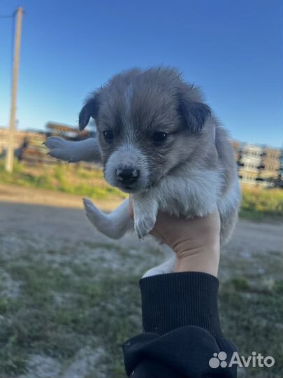 Щенки дворняги