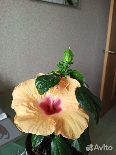 Фикус Лирата,гибискусы,калатеи