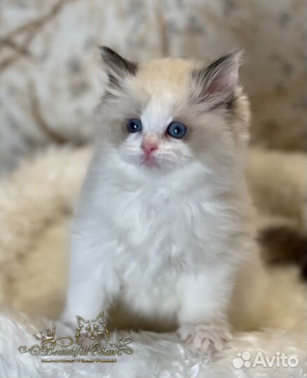 Рэгдолл девочка