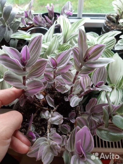 Комнатные цветы