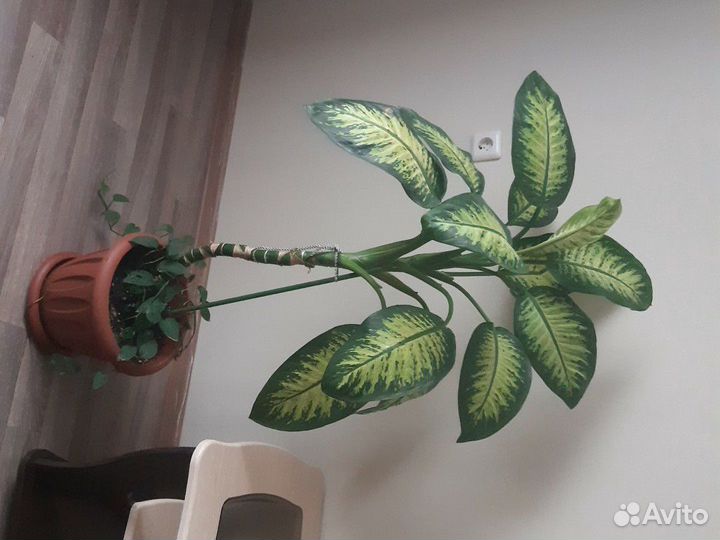 Диффенбахия