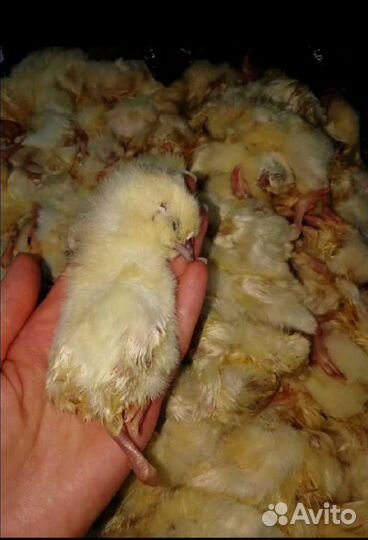 Цыплята суточные на корм
