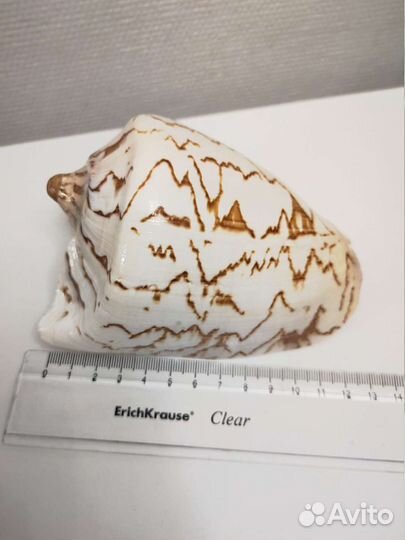 Ракушки и морская звезда