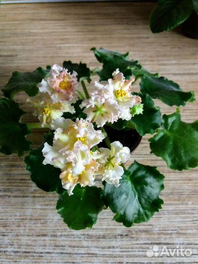 Фиалки сортовые детки