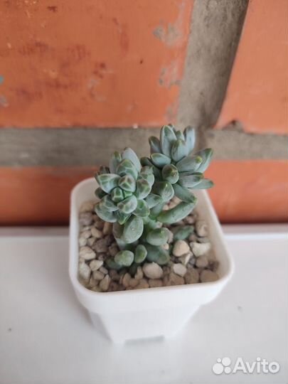 Pachyphytum hookeri (суккулент)