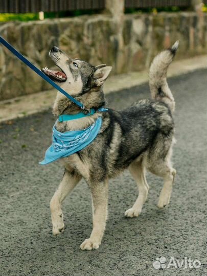 Метис лайки